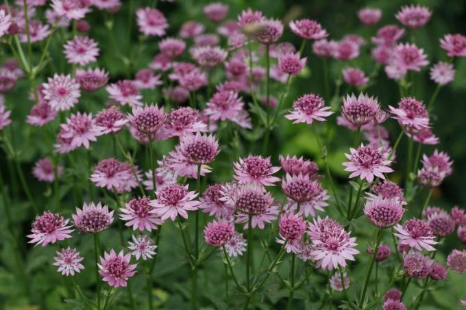 astrantia 