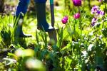 Monty Don: "Me puutarhamme ravitsemaan sieluamme", Chelsean kukkashow