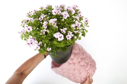 Geraniums-kukkaruukku vaaleanpunaisella villapeitteellä, DIY-projekti