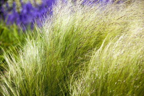 Koriste ruoho Stipa (syn. Nasella) tenuissima