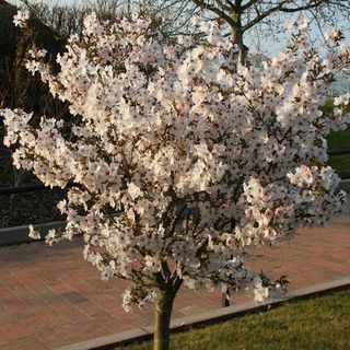 Prunus 'Morsian'