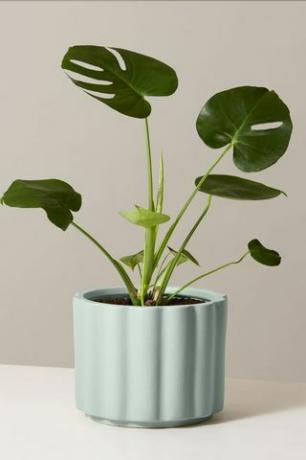 Monstera Deliciosa lahjapannu