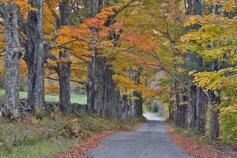 sokerimäki, uusi hampshire, metsä