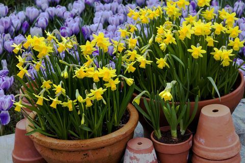 Terrakotta-astiat, jotka on täytetty kääpiön narsissilla (Narcissus 'tete-a-tete') ja Crocus 'pickwick', maaliskuu