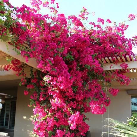 Pink Bougainvillea - Eteläamerikkalainen jasmiini 100 siementä