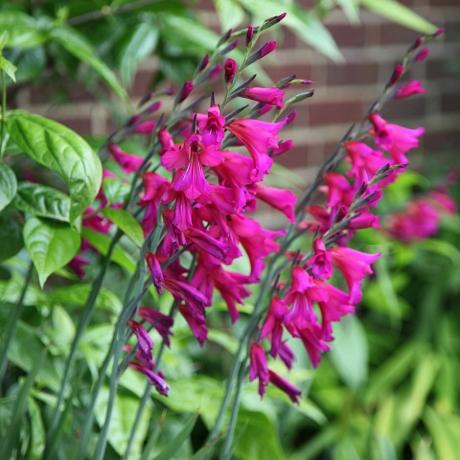 Gladiolus communis subsp. bysantinus