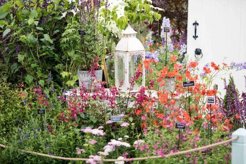 RHS Chatsworth Flower Show 2017 tänään (tiistaina 6. kesäkuuta 2017) Middleton-taimitarhat