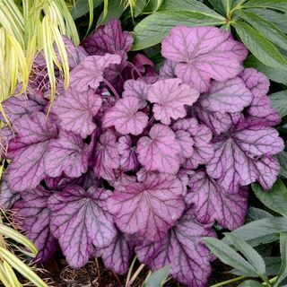 Heuchera-kasvi - villiruusu