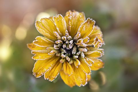 Huurre keltainen Rudbeckia-kukka, joka tunnetaan myös nimellä Coneflower