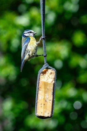 Kaupunkilainen villieläin, jossa sinitia (cyanistes caeruleus) kyydissä ja ruokkii puutarhan lintujen ruokintapaikasta