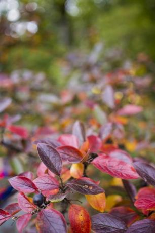 kirkas syksyn tausta lehtiä ja hedelmiä chokeberry bush korkealaatuista valokuvaa