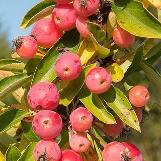 Rapu Apple 'Adirondack'