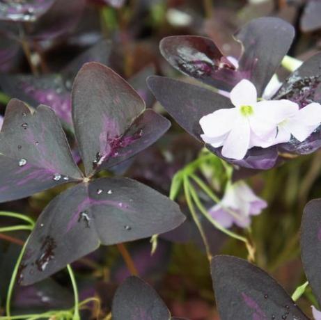 Oxalis regnellii atropurpureum -kasvi, jossa on violetti lehvistö ja valkoiset kukat