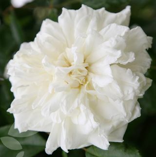 Rosa ‘Albéric Barbier