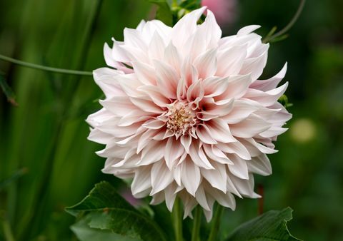 dahlia ’cafe au lait’ -kasvi kasvaa kesämökissä