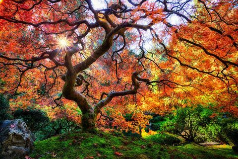 kauniit syksyiset maisemat: japanilainen puutarhapuu, portland, oregon