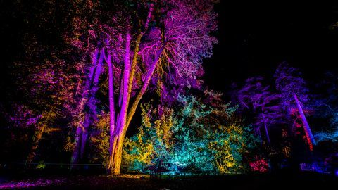 Lumottu joulu Kansallisessa arboretumissa Westonbirt Glosissa 29. marraskuusta 22. päivään joulukuuta