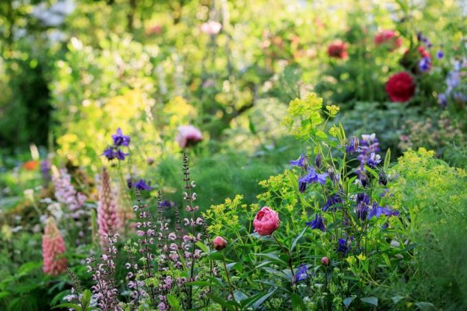 chelsea flower show 2023 savills garden, jonka on suunnitellut mark gregory