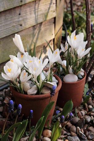 rhs puutarha, wisley, surrey lähikuva tulppaani tulipa kosmopolitan vaaleanpunainen, kevät, polttimo