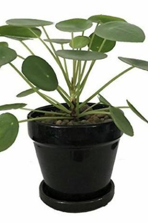 Pilea peperomioides, 4 tuuman potti