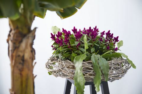 Celosia, tumman violetti kukkiva kasvi, Cock's Comb