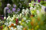 Salainen kärki RHS Flower show -puutarhurit tekevät kukistaan ​​kukinnan käskyn aikana