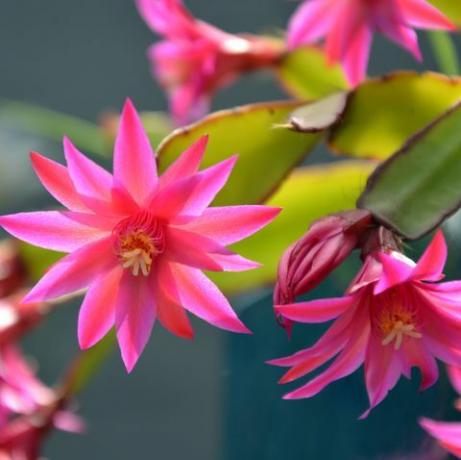 vaaleanpunainen zygocactus schlumbergera, auringonvalon taustavalaistut kukat puutarhassa, joka tunnetaan myös nimellä rapukaktus, joulukaktus tai kiitospäiväkaktus