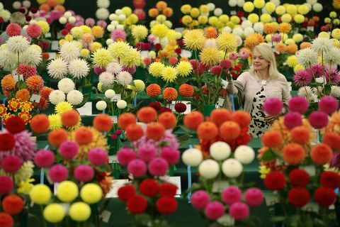 Kansallinen Dahlia-seuranäyttely RHS Wisley Flower Show 2016 -tapahtumassa