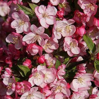 Rapu Apple 'Coralburst'