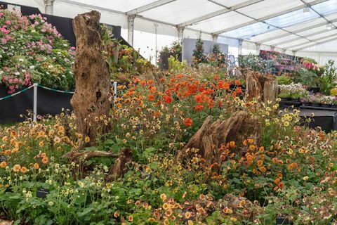 Eedenistä itään. Geum herra Mojo kukkamarkeissa RHS Malvern kevätjuhlalle 2019.