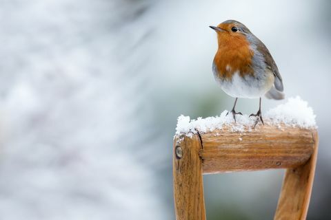 Robin talvella lumessa - istuu lappakahvalla