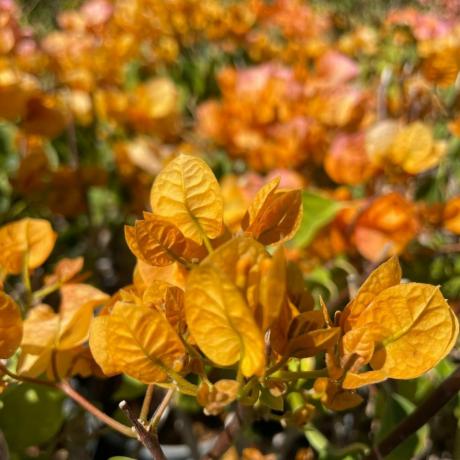 Keltainen Bougainvillea Vine