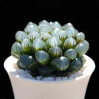  Haworthia cooperi Baker 