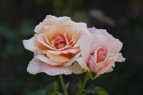 Vaaleanpunaiset ruusut Merrickin ruusutarhassa