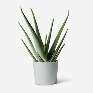 Aloe vera kasvi