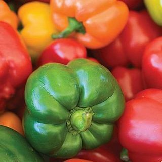 Sweet Pepper 'Kesäsalaatti parannettu sekoitus'