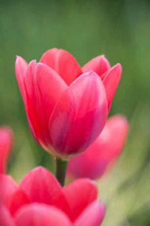 rhs puutarha, wisley, surrey lähikuva tulppaani tulipa kosmopolitan vaaleanpunainen, kevät, polttimo