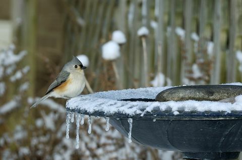 Tufted titmouse