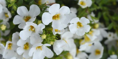koristeelliset bacopa-kukat latinalainen nimi chaenostoma cordatum
