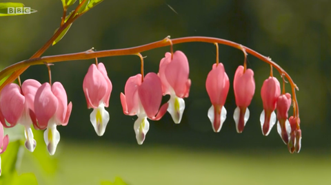 verenvuoto sydämen kasvi kasvaa rachel de thames puutarha chelsea kukka show 2020 bbc