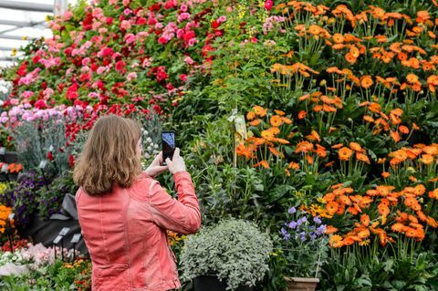 bbc gardeners world live 2019 kukkatelttaan osallistuja valokuvaamassa kasvipyramidia