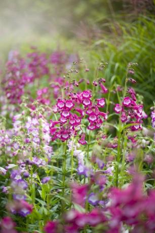 penstemon 'pensham czar' pensham -sarjan vilkkaat vaaleanpunaiset kesäkukat sumuisessa auringonpaisteessa