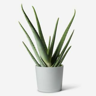 Aloe vera kasvi
