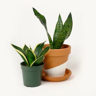 Käärme/Sansevieria