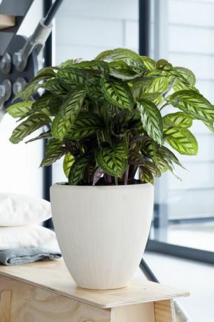 Wyevale Garden Centers Calathea, £ 14.99