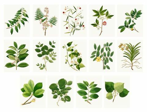 14 Vintage Botanicals - digitaalinen lataus