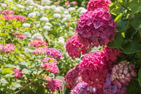 Hydrangeat ulkona