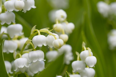 Mänty (Convallaria majalis)