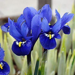 Iris Reticulata 'Harmonia'