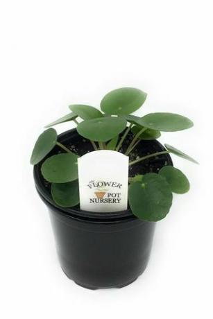 Pilea peperomioides, 4 tuuman potti